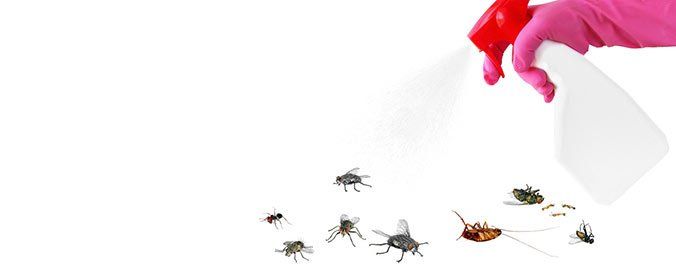 Repelentes de insectos para el hogar: ¿electrónicos o químicos?