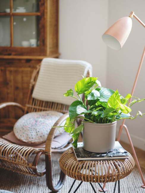 Plantas para una decoración de estilo ibicenco