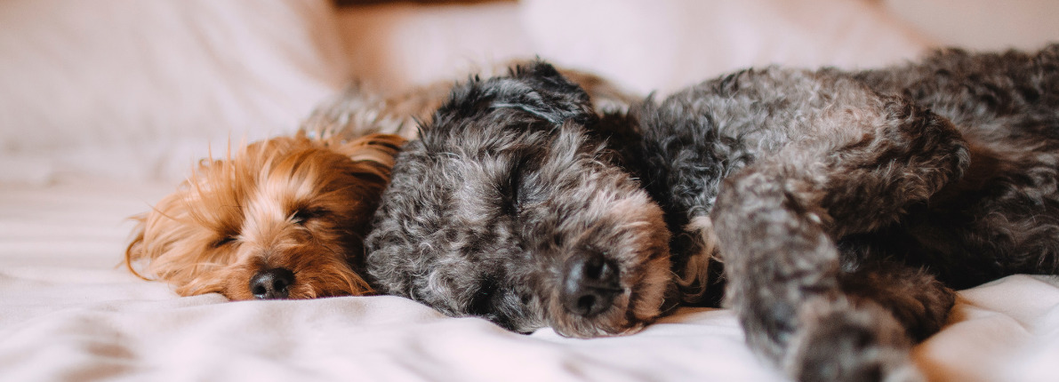 Sabueso Multiplicación pastor Me pueden prohibir tener un perro en una casa de alquiler con la nueva ley  de animales? – Fotocasa Life