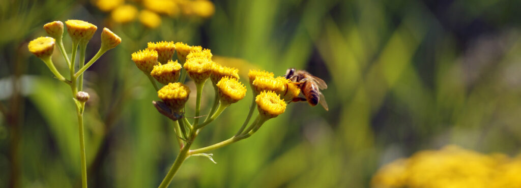 ¿Qué hacer si tenemos un panal de abejas en casa?