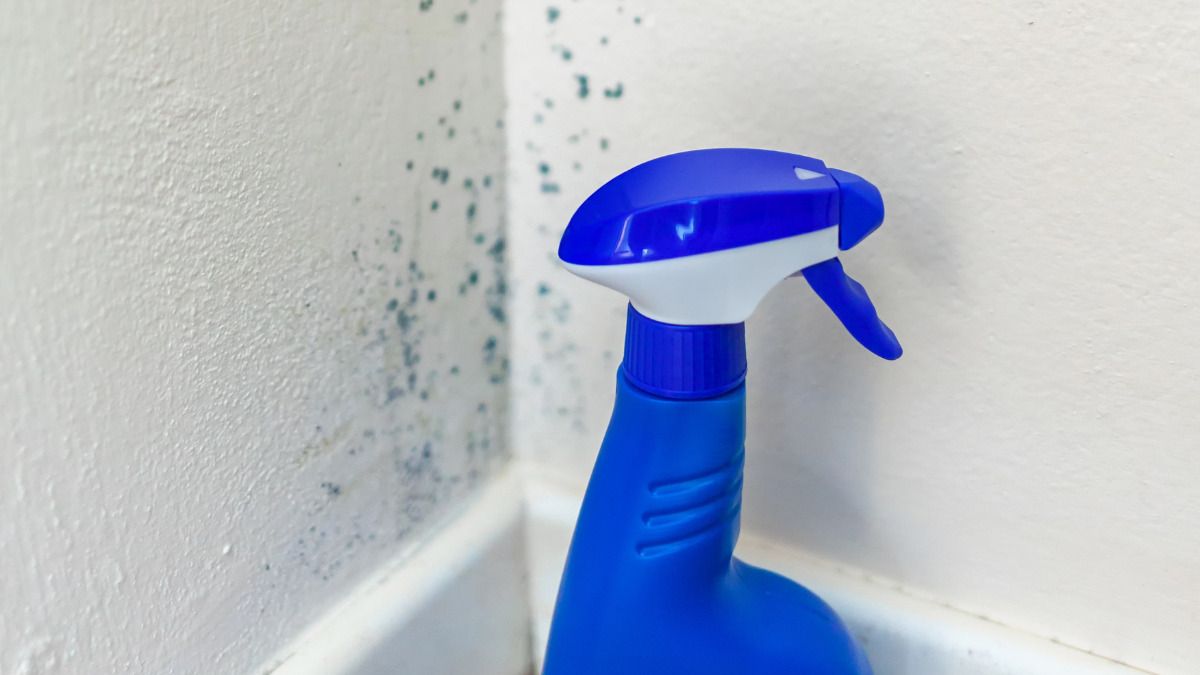 Cómo podemos prevenir el moho en las paredes de tu casa