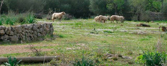 Las fincas rústicas resisten la crisis y mantienen sus precios casi inalterables