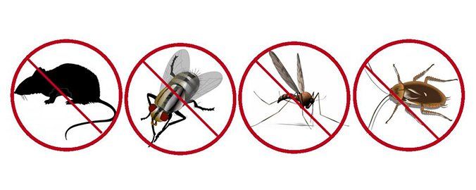 Bichitos y alquiler: época de plagas