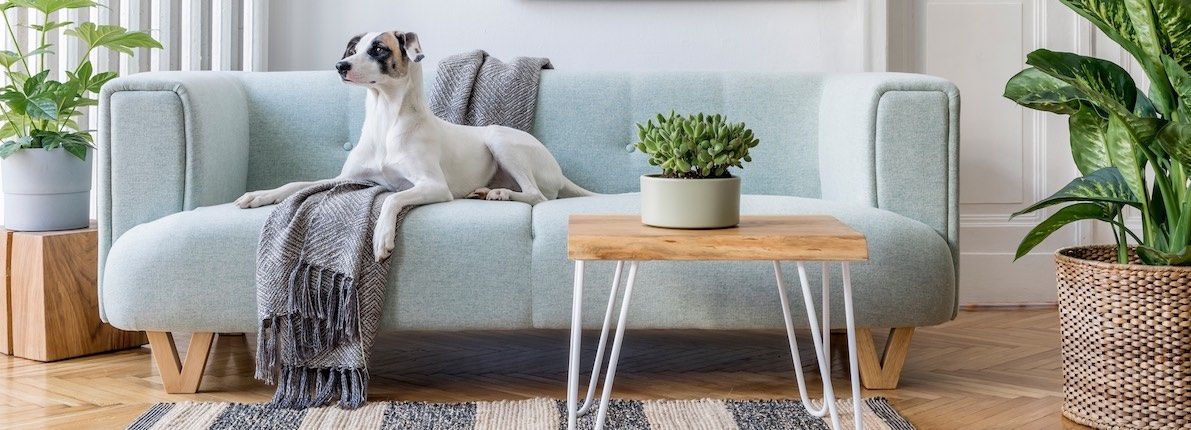 El boom de la purificación de aire