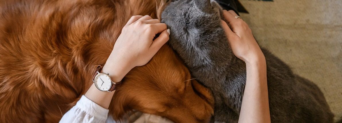 Cómo preparar la casa para la llegada de una mascota