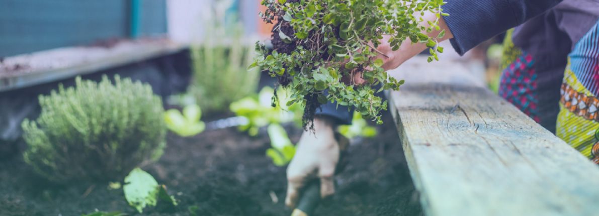 Decora tu terraza o jardín: ¿qué plantar en verano?