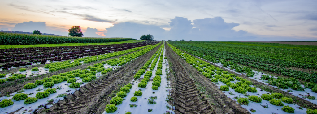Día Internacional de la Conservación del Suelo: ¿qué se hace en España para protegerlo?
