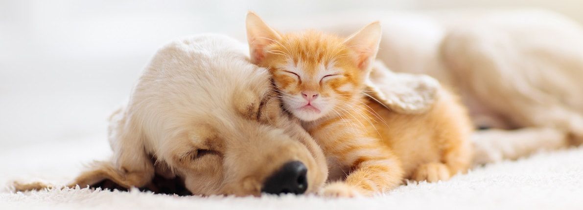 Cómo crear un rincón para nuestra mascota en casa