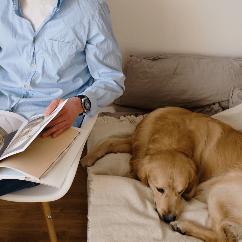 ladridos del perro por amenazas