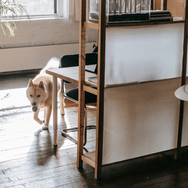 ladridos por enfermedad