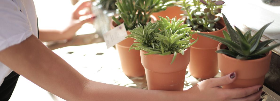 Cómo hacer una mudanza con plantas