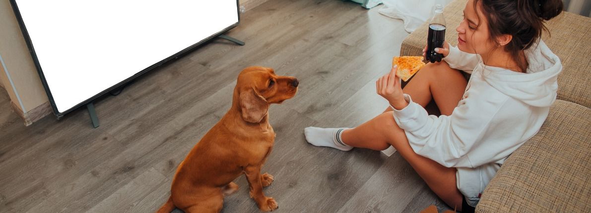 ¿Quién se queda con la custodia del perro en caso de divorcio con la nueva ley?