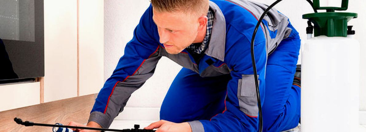 Cuáles son las plagas más comunes del verano y cómo deshacernos de ellas