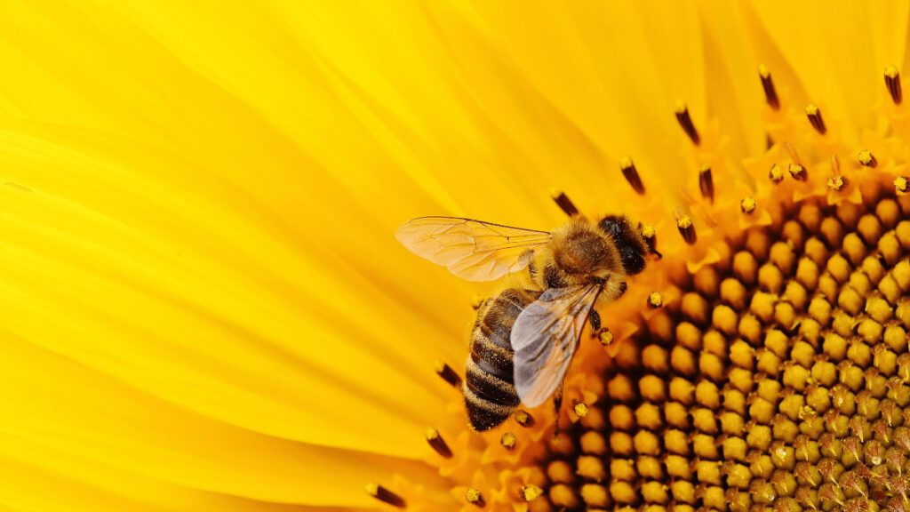 ¿Qué hacer si nos encontramos un panal de abejas en casa?