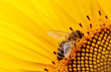 ¿Qué hacer si nos encontramos un panal de abejas en casa?