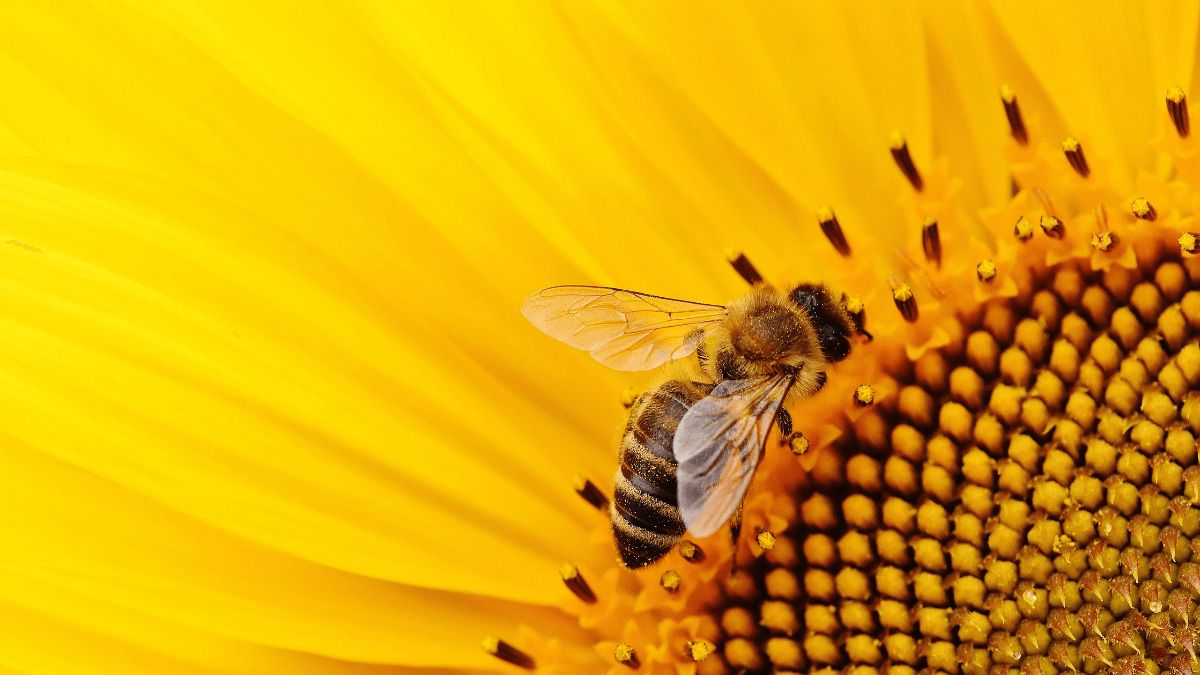 ¿Qué hacer si nos encontramos un panal de abejas en casa?