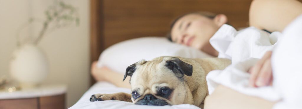 ¿Es bueno que los perros se suban al sofá y a la cama en casa?