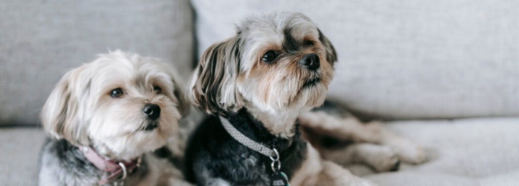 Las normas para perros más comunes de las comunidades de vecinos