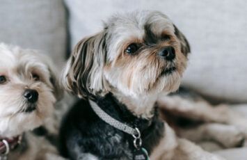 Las normas para perros más comunes de las comunidades de vecinos