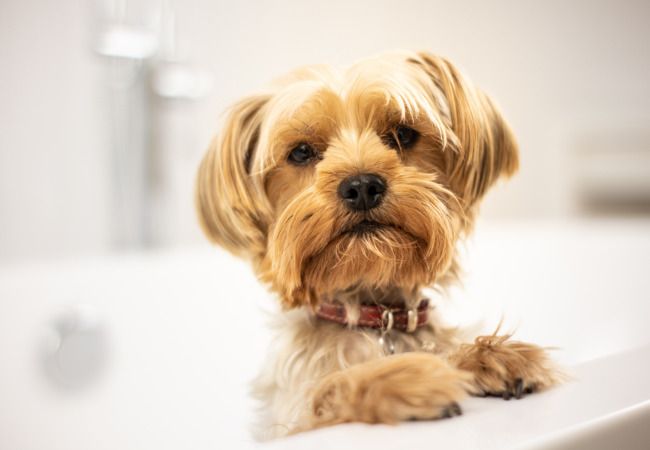 perros para pisos pequeños