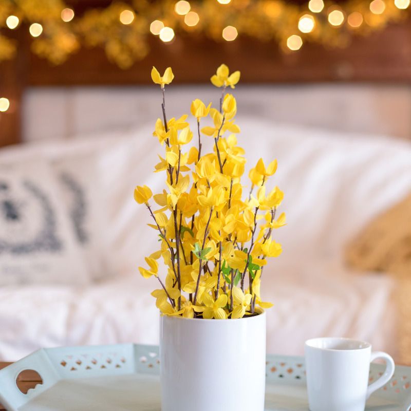 plantas en la vivienda