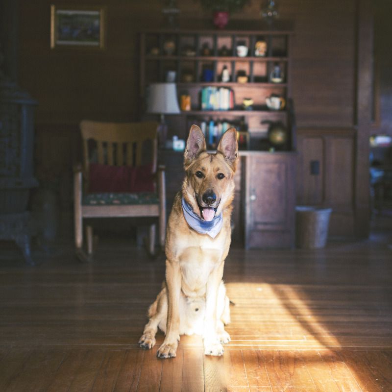 aceptar perros en viviendas de alquiler