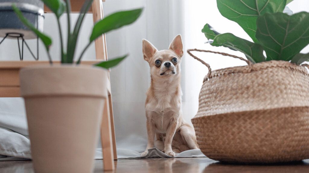 ¿Qué plantas debes dejar fuera del alcance de tus mascotas en casa?