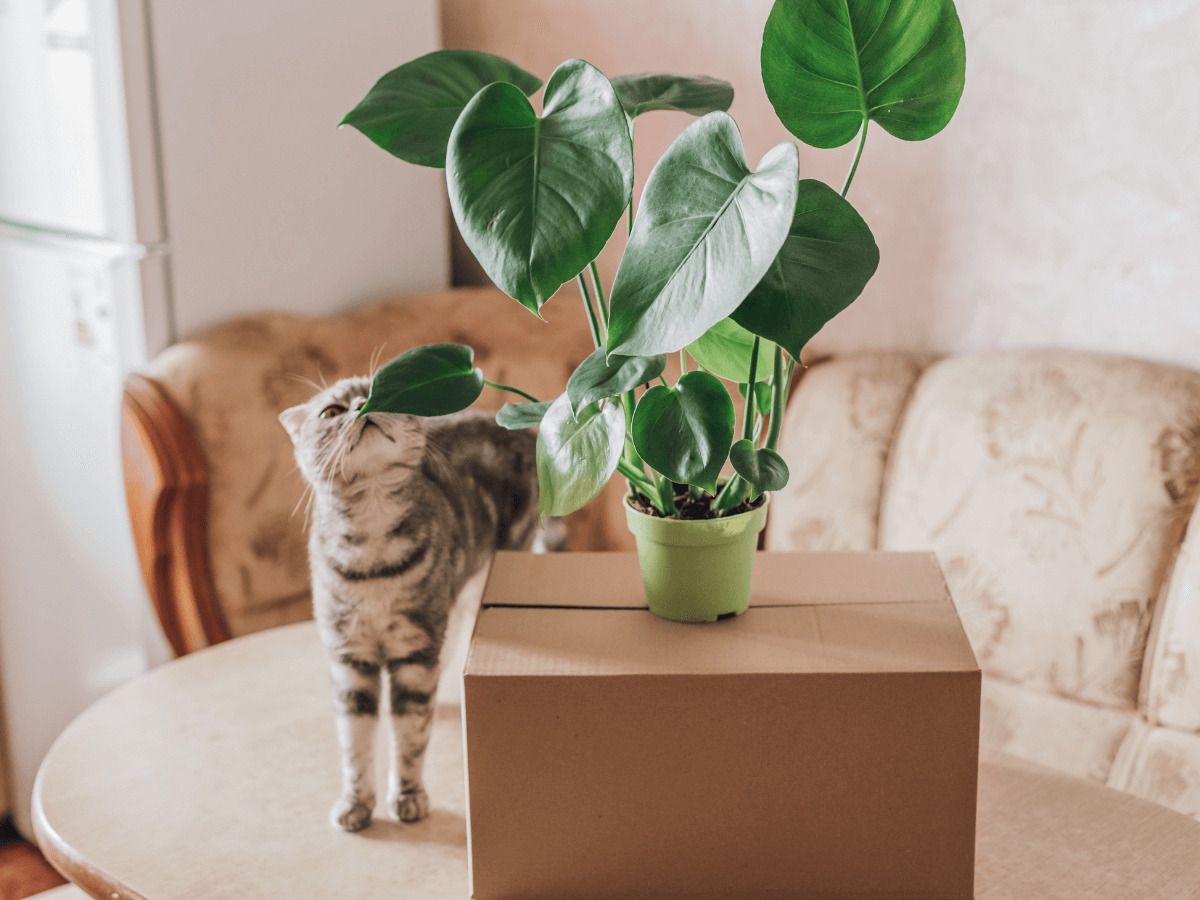 plantas toxicas para mascotas