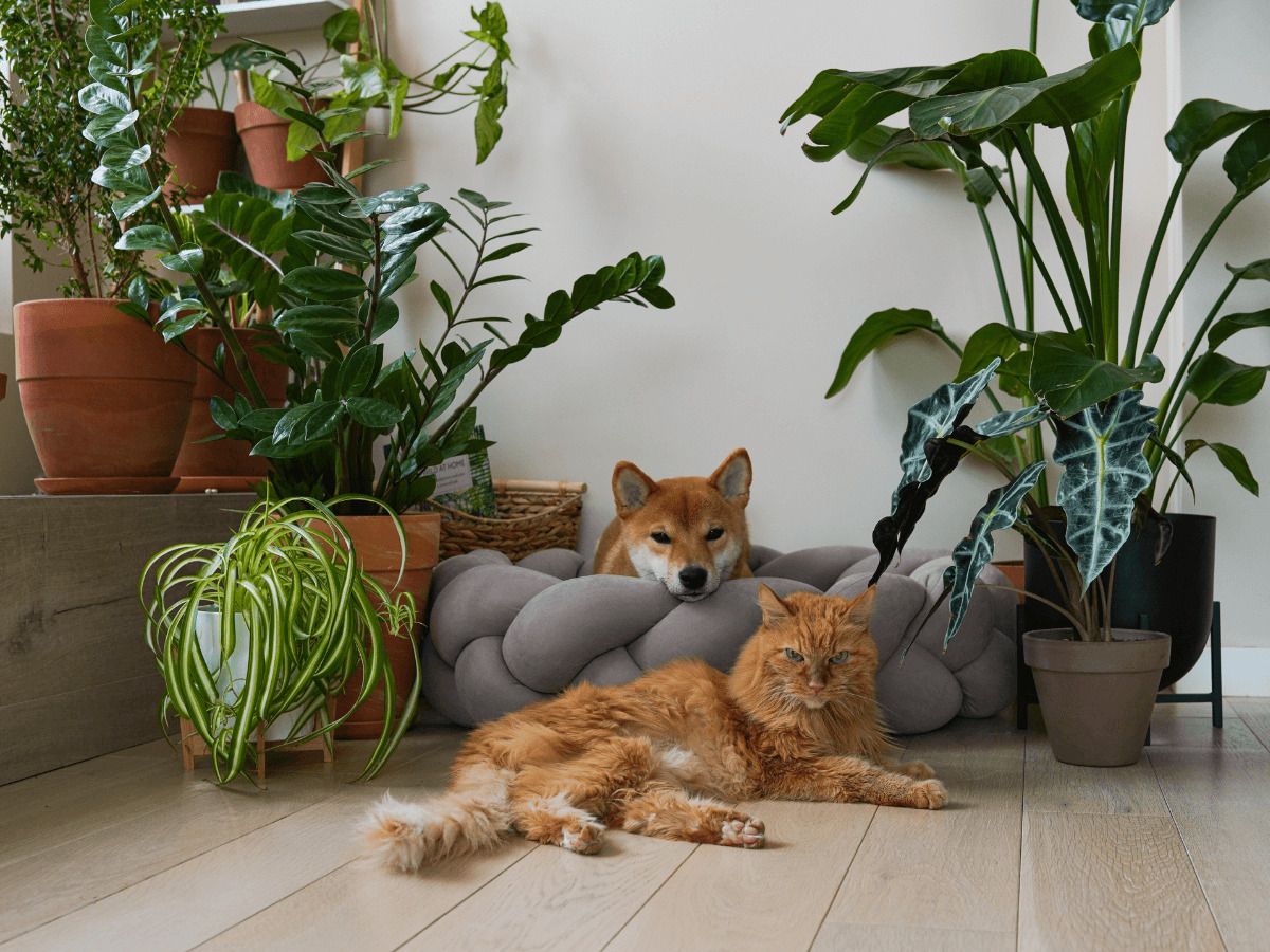 plantas toxicas para mascotas