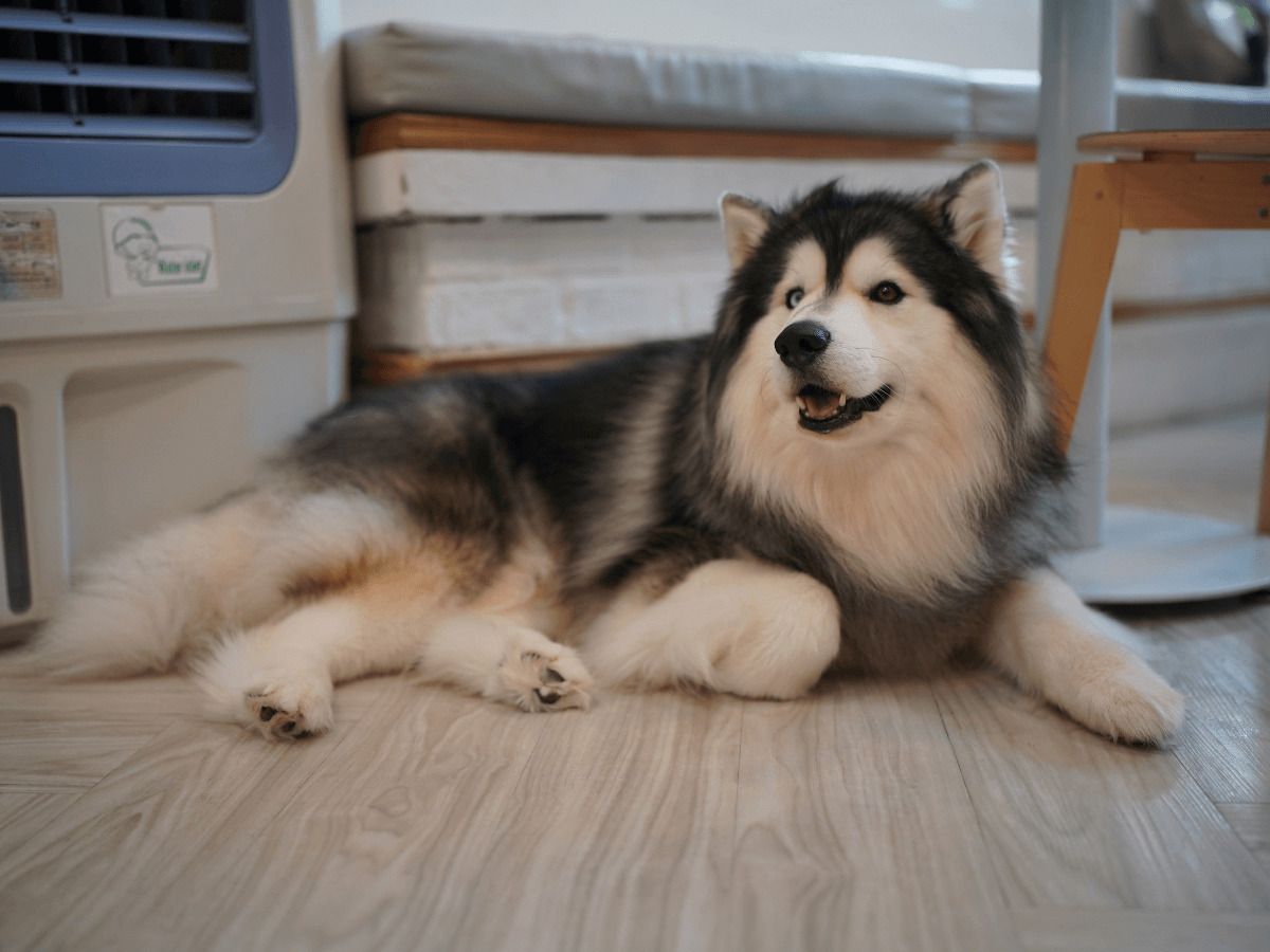 golpe de calor perro