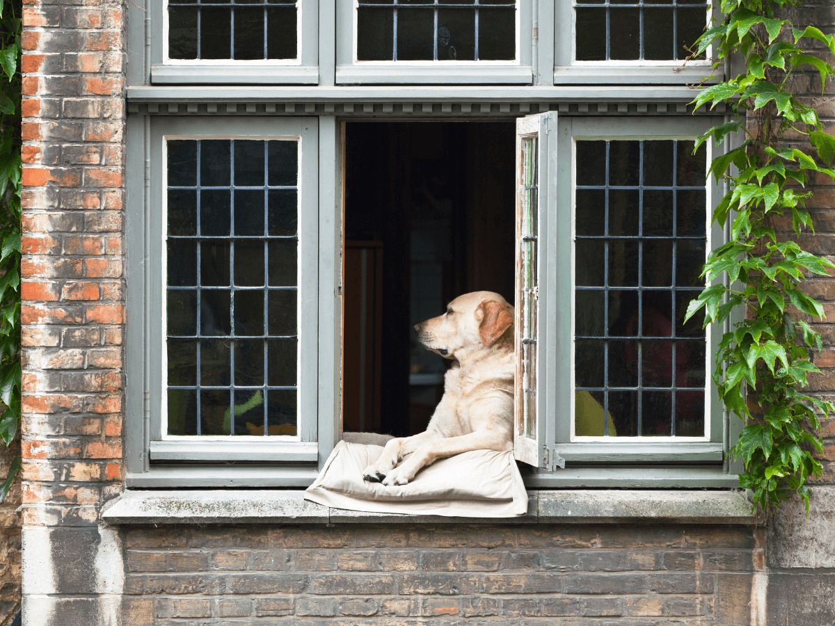 golpe de calor perros tratamiento