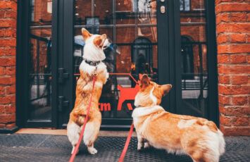 Cómo hacer que mi perro no ladre con el timbre