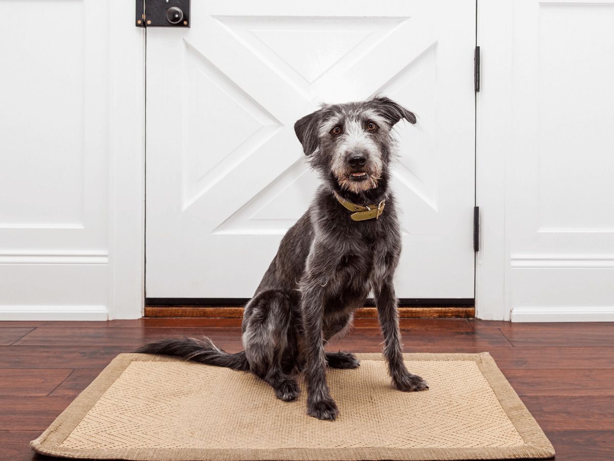 mi perro ladra cuando llaman al timbre