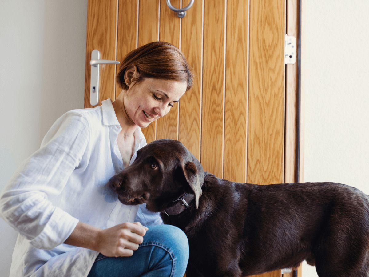 como evitar que mi perro ladre