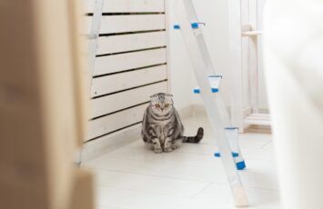 Trucos para que tu gato se adapte a una mudanza