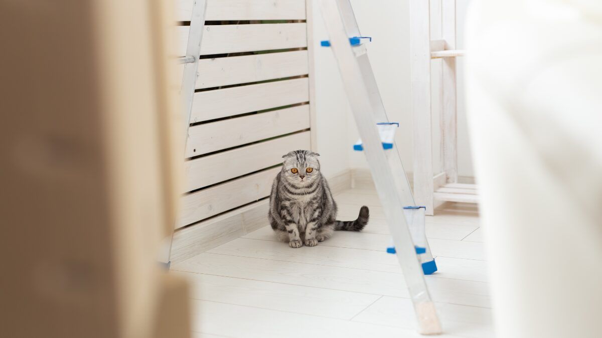 Trucos para que tu gato se adapte a una mudanza