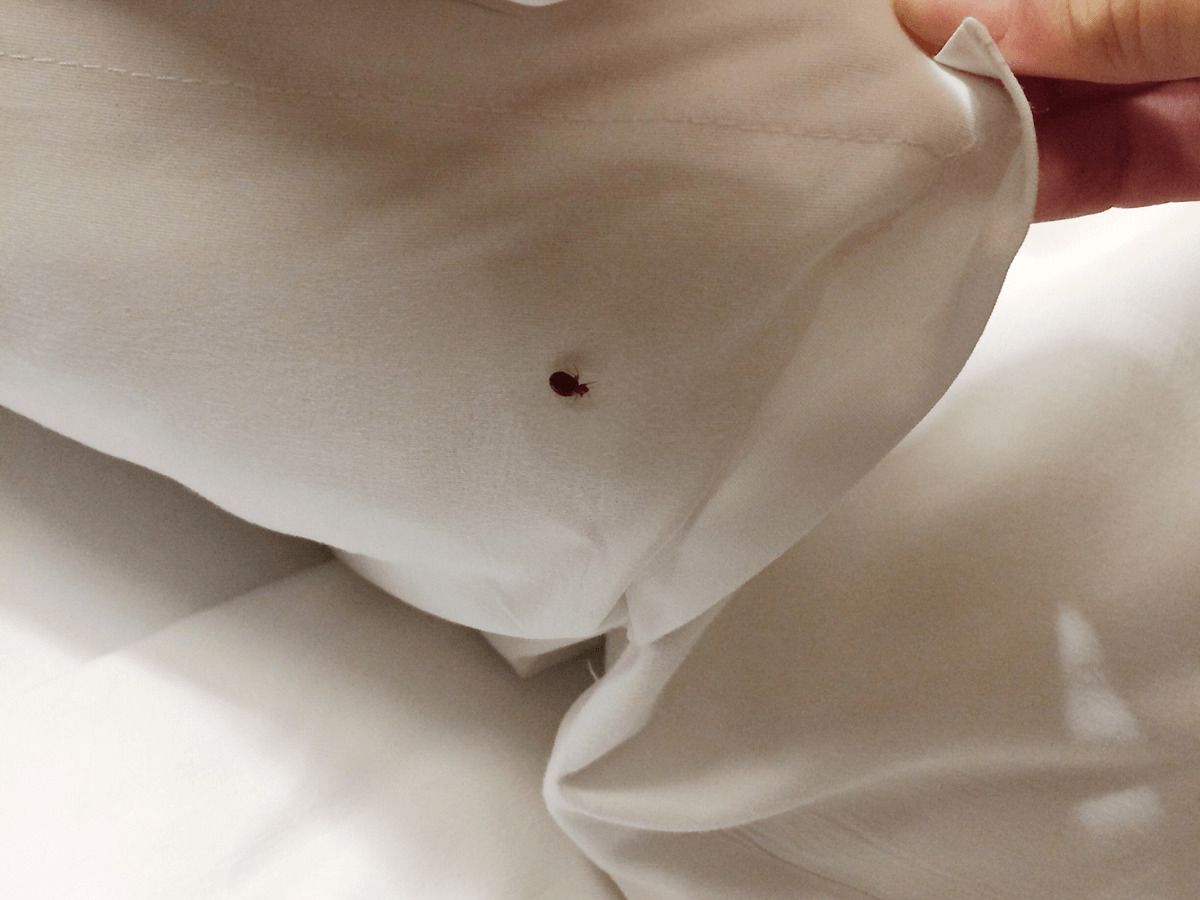 como deshacernos de las chinches