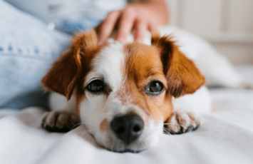 10 trucos para eliminar pelos y olores de nuestras mascotas