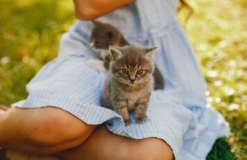 ¿Cómo acostumbrar a un gato a una nueva casa estas vacaciones?