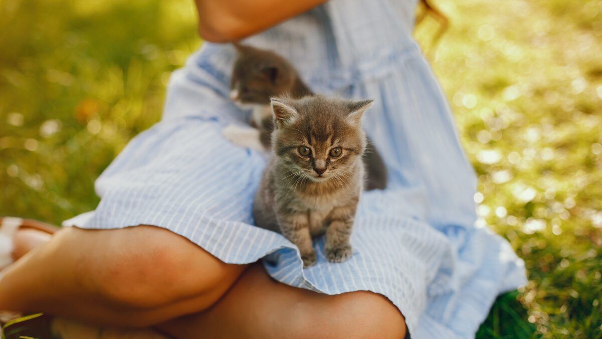 ¿Cómo acostumbrar a un gato a una nueva casa estas vacaciones?