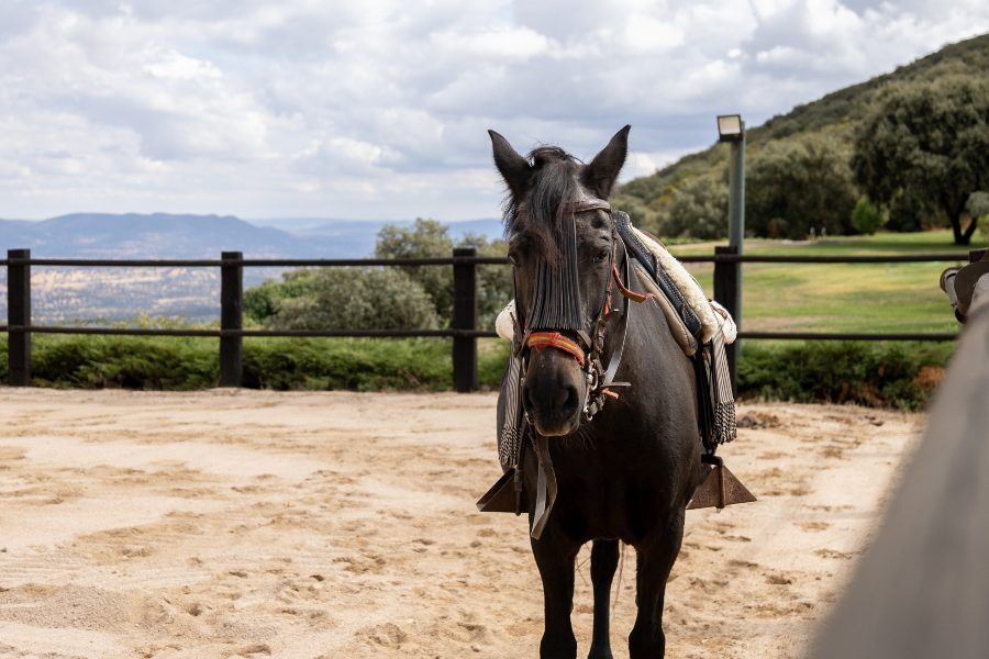 instalaciones hípicas finca rustica